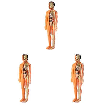 3X 3D Človeško Telo Anatomija Model Otroke Plastičnih DIY Okostje Igrača Znanost Zgodnjega Učenja Pomoči Izobraževalne Igrače